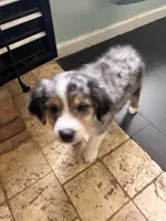 Scooter, a male Miniature Australian Shepherd for sale in Lexington, SC – Photo 2 of 3