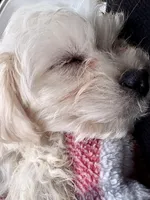 Benny, a male Maltese for sale in Saginaw, MI – Photo 1 of 2