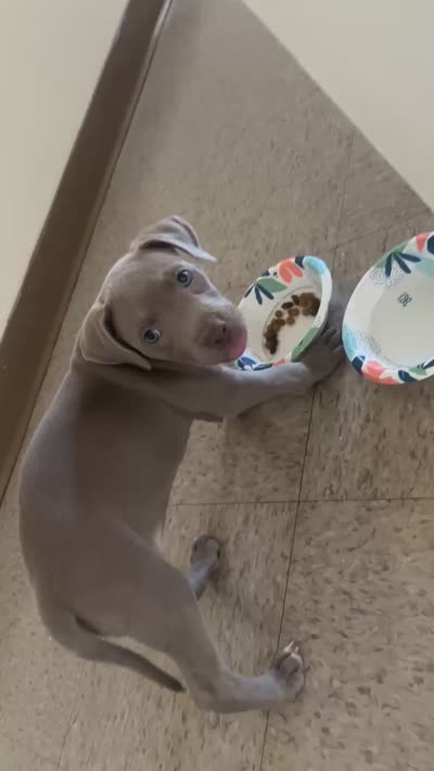 Bella, a female American Bully and American Pit Bull Terrier for sale in Ithaca, NY – 3 of 3