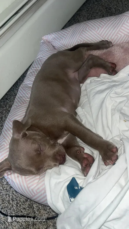 Bella – American Bully, American Pit Bull Terrier puppy for sale in Ithaca, NY