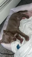 Bella, a female American Bully and American Pit Bull Terrier for sale in Ithaca, NY – 1 of 3