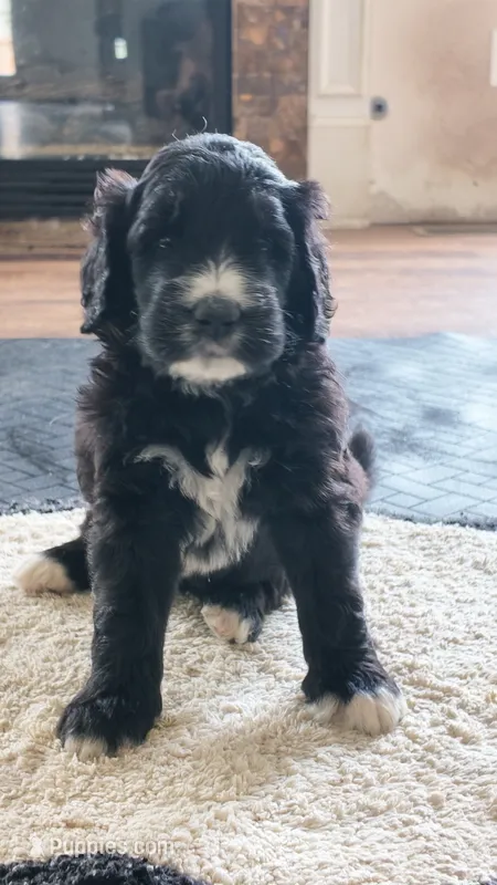 Sable – Goldendoodle puppy for sale in Norfolk, VA
