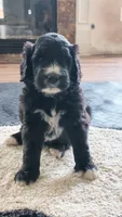 Sable, a male Goldendoodle for sale in Norfolk, VA – 1 of 3