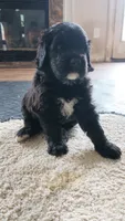 Mocha, a male Goldendoodle for sale in Norfolk, VA – 2 of 4