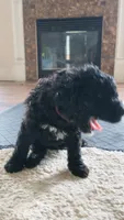 Luna, a male Goldendoodle for sale in Norfolk, VA – 2 of 3