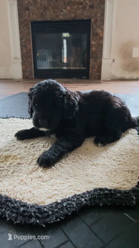 purple – Goldendoodle puppy for sale in Norfolk, VA