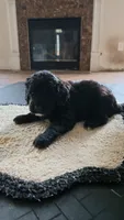 purple, a female Goldendoodle for sale in Norfolk, VA – 1 of 2