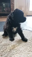 Mocha, a male Goldendoodle for sale in Norfolk, VA – 4 of 4