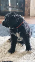 Sable, a male Goldendoodle for sale in Norfolk, VA – 3 of 3