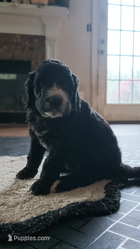 Oreo – Goldendoodle puppy for sale in Norfolk, VA