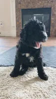 Luna, a male Goldendoodle for sale in Norfolk, VA – 3 of 3