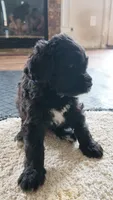 Mocha, a male Goldendoodle for sale in Norfolk, VA – 3 of 4