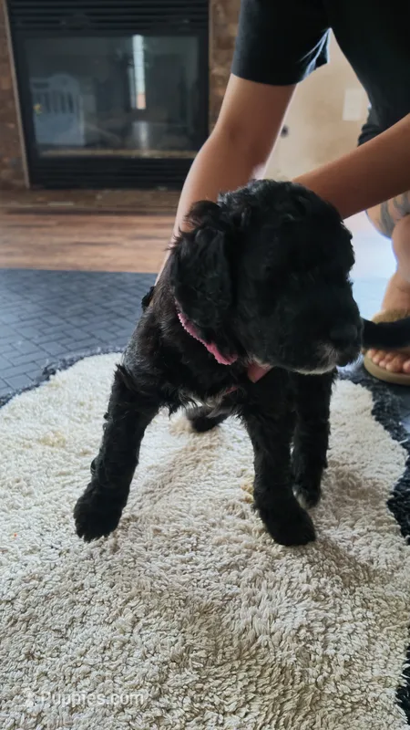 pinky girl – Goldendoodle puppy for sale in Norfolk, VA