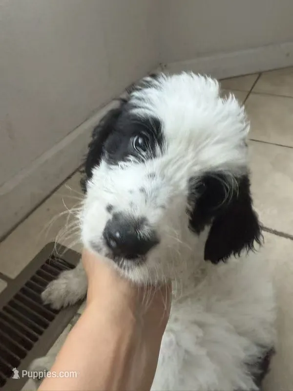 panda – Goldendoodle puppy for sale in Norfolk, VA