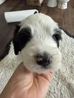 panda, a male Goldendoodle for sale in Norfolk, VA – 1 of 3