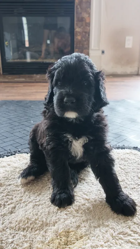 Mocha – Goldendoodle puppy for sale in Norfolk, VA