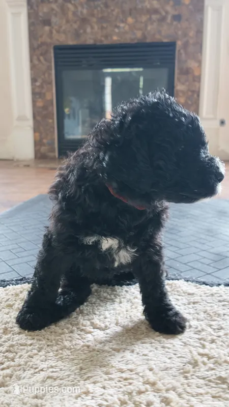 Luna – Goldendoodle puppy for sale in Norfolk, VA