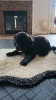purple, a female Goldendoodle for sale in Norfolk, VA – 2 of 2