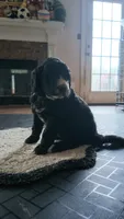 Oreo, a male Goldendoodle for sale in Norfolk, VA – 2 of 3