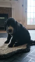 Oreo, a male Goldendoodle for sale in Norfolk, VA – 3 of 3