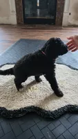 pinky girl, a female Goldendoodle for sale in Norfolk, VA – 2 of 3
