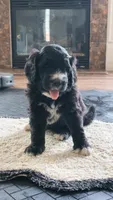 Sable, a male Goldendoodle for sale in Norfolk, VA – 2 of 3