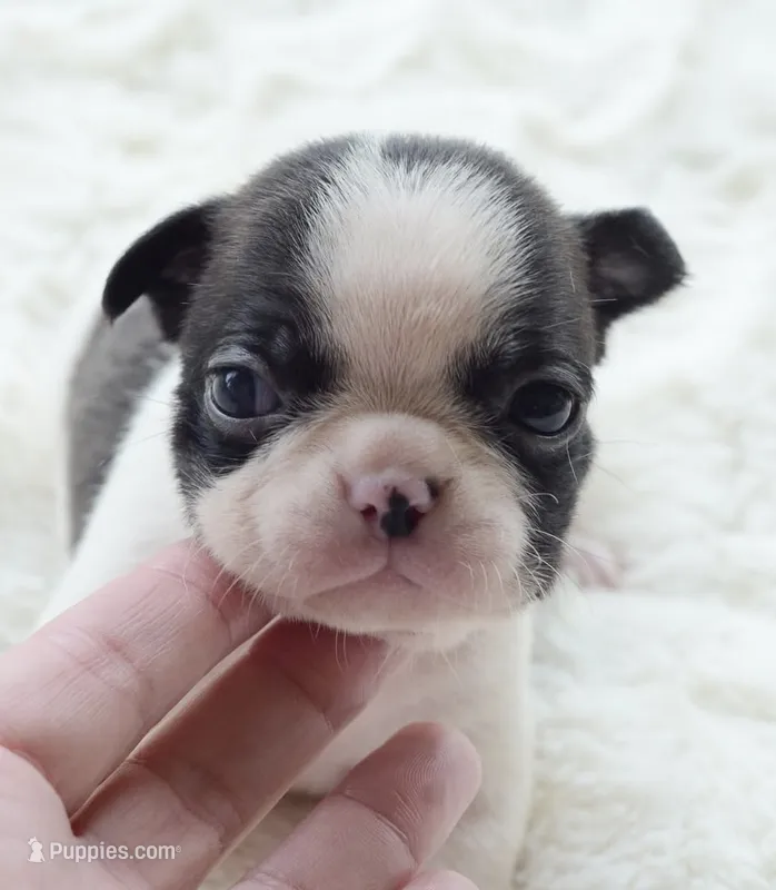 AKC girl 3 – Boston Terrier puppy for sale in Jonesboro, LA