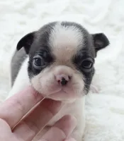 AKC girl 3, a female Boston Terrier for sale in Jonesboro, LA – 4 of 9