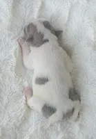 AKC girl 2, a female Boston Terrier for sale in Jonesboro, LA – 3 of 3