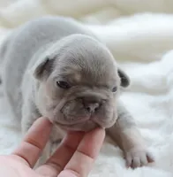 AKC blue, a female French Bulldog for sale in Jonesboro, LA – 2 of 3