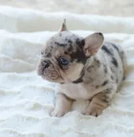 AKC Merle, a male French Bulldog for sale in Jonesboro, LA – 2 of 6