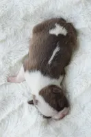 AKC boy 1, a male Boston Terrier for sale in Jonesboro, LA – 2 of 2