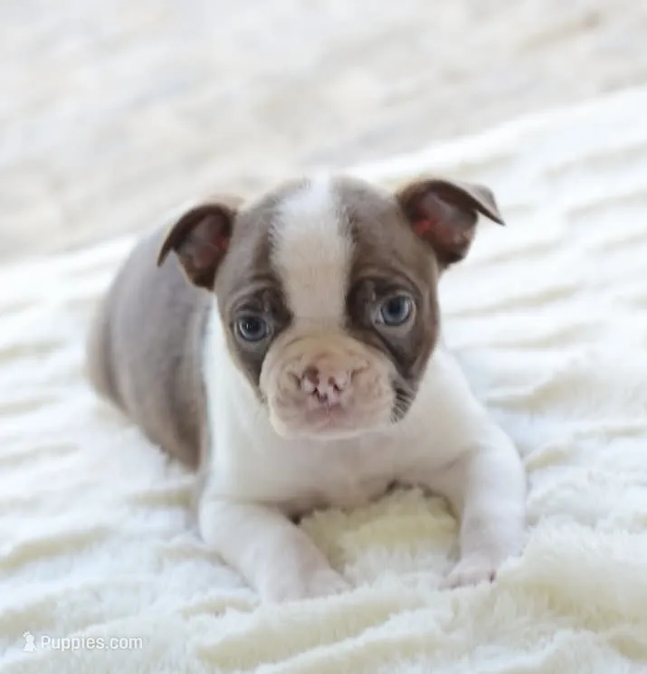 AKC boy 1 – Boston Terrier puppy for sale in Jonesboro, LA