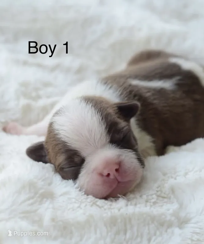 AKC boy 1 – Boston Terrier puppy for sale in Jonesboro, LA