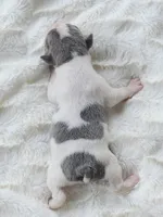 AKC girl 5, a female Boston Terrier for sale in Jonesboro, LA – 2 of 2