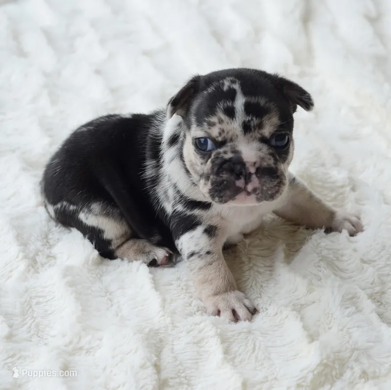 AKC Merle – French Bulldog puppy for sale in Jonesboro, LA