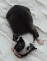 AKC boy 3, a male Boston Terrier for sale in Jonesboro, LA – 8 of 8