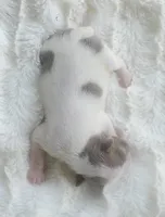 AKC girl 2, a female Boston Terrier for sale in Jonesboro, LA – 2 of 3
