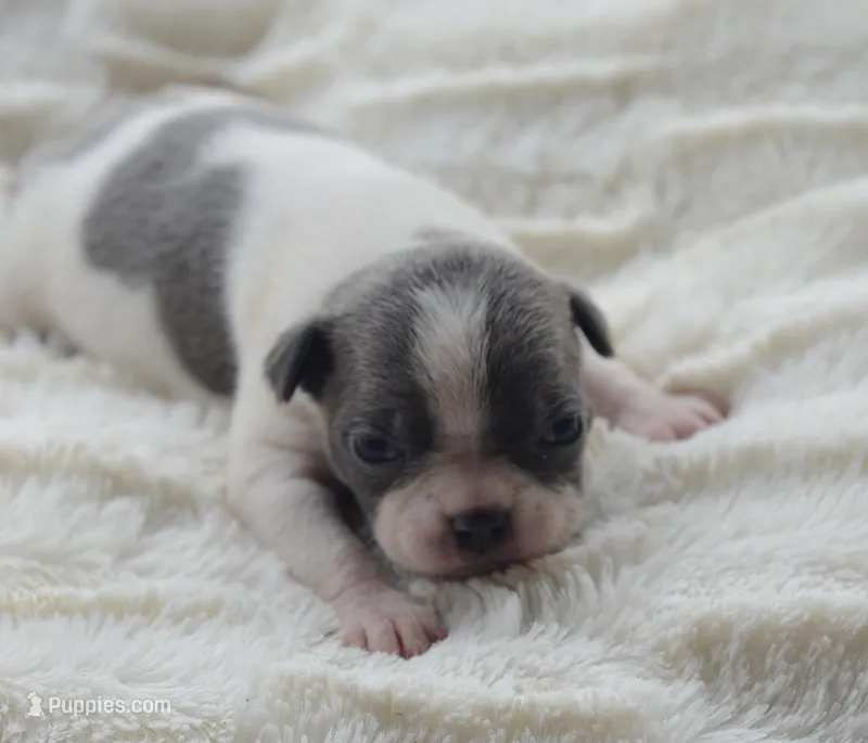 AKC girl 5 – Boston Terrier puppy for sale in Jonesboro, LA