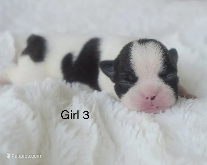 AKC girl 3 – Boston Terrier puppy for sale in Jonesboro, LA