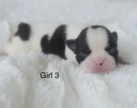 AKC girl 3, a female Boston Terrier for sale in Jonesboro, LA – 1 of 2