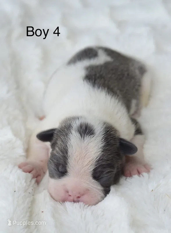 AKC boy 4 – Boston Terrier puppy for sale in Jonesboro, LA