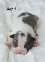 AKC boy 4, a male Boston Terrier for sale in Jonesboro, LA – 1 of 2