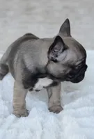 AKC Sable, a male French Bulldog for sale in Jonesboro, LA – 5 of 10