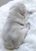 Cream Merle Male 2, a male French Bulldog for sale in Jonesboro, LA – Photo 5 of 9