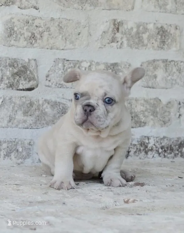 Cream Merle Male 2 – French Bulldog puppy for sale in Jonesboro, LA