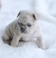 Cream Merle Male 2, a male French Bulldog for sale in Jonesboro, LA – Photo 2 of 9
