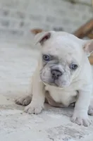 Cream Merle Male 2, a male French Bulldog for sale in Jonesboro, LA – Photo 2 of 10