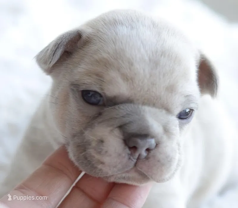 Cream Merle Male 2 – French Bulldog puppy for sale in Jonesboro, LA