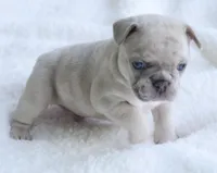 Cream Merle Male 2, a male French Bulldog for sale in Jonesboro, LA – Photo 3 of 9